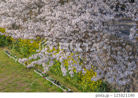 春の二重奏 満開の桜と菜の花 春の二重奏 満開の桜と菜の花 125821190