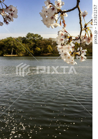 水辺の桜と池に散った花弁の風景 125821257