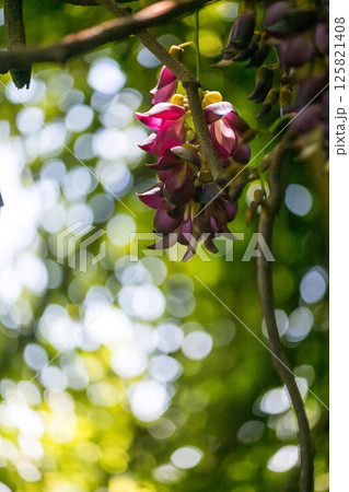 春の花 春の花 125821408
