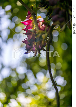 春の花 125821409