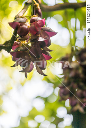 春の花 春の花 125821416