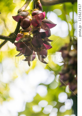 春の花 125821417