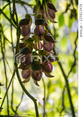 春の花 春の花 125821419