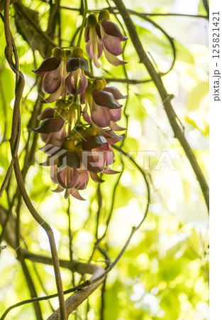 春の花 春の花 125821421