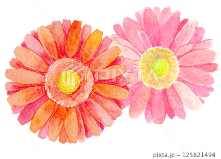 水彩イラスト　ガーリーな花たち　ピンクガーベラ 125821494