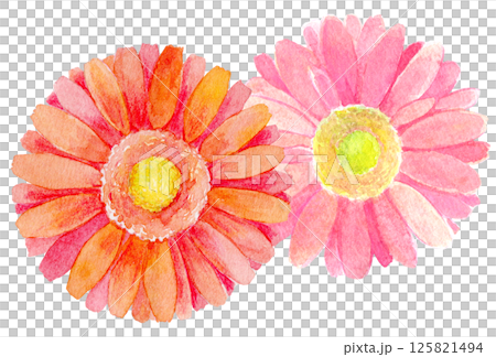 Watercolor illustration: Girly flowers, pink gerbera 125821494