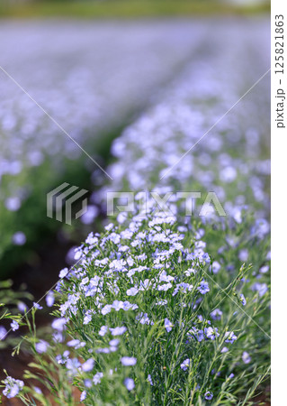北海道当別町、澄んだブルーの花を咲かせる亜麻【7月】 北海道当別町、澄んだブルーの花を咲かせる亜麻【7月】 125821863