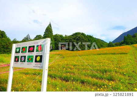 満開のコスモス　秋桜　コスモスベルグ　面白山高原 125821891