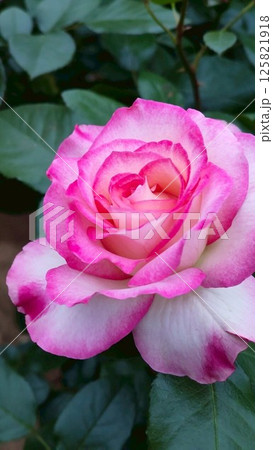 薔薇 薔薇 125821918