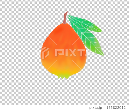 Scandinavian style illustration: Loquat Scandinavian style illustration: Loquat 125822012