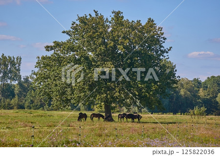 Horses under a big tree 125822036