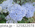 梅雨に咲く青い紫陽花 125822078