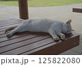 ベンチで寝る猫 125822080