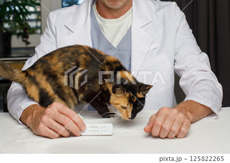 Colorful cat pet in veterinary clinic Colorful cat pet in veterinary clinic 125822265