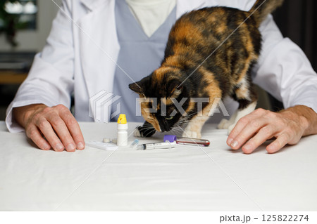 Domestic cat at animal hospital with veterinarian for medical exam 125822274