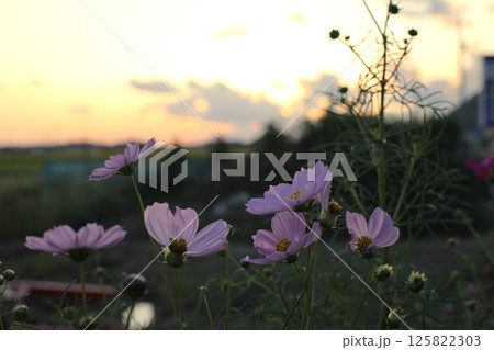 コスモス 125822303