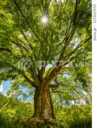 新緑の季節の樹齢150年のイロハモミジを見上げる 125822450