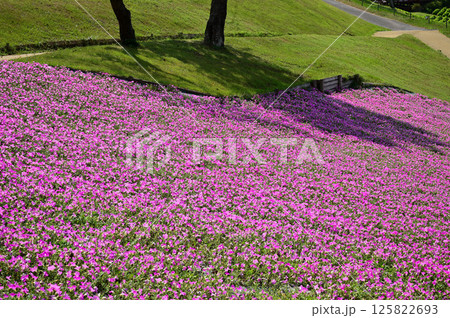 マザー牧場に咲く桃色吐息（ペチュニア）と木の影 125822693