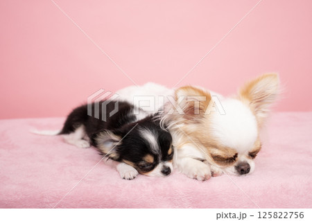 ピンクバックと眠る2匹のチワワ 125822756