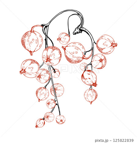 Currant gooseberry raceme bunch hanging cluster, glossy ripe garden berry casseille jostaberry juneberry. Isolated botanical illustration, vector ink hand drawn. Food packaging, culinary eco branding Currant gooseberry raceme bunch hanging cluster, glossy ripe garden berry casseille jostaberry juneberry. Isolated botanical illustration, vector ink hand drawn. Food packaging, culinary eco branding 125822839