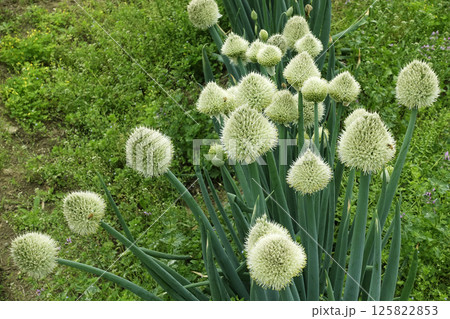 春4月トンガリ頭の白いネギ坊主の花とミツバチ 125822853