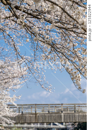 春の川辺 満開の桜と梅ノ橋 125822944