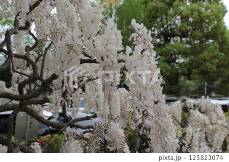 白い藤の花 白い藤の花 125823074