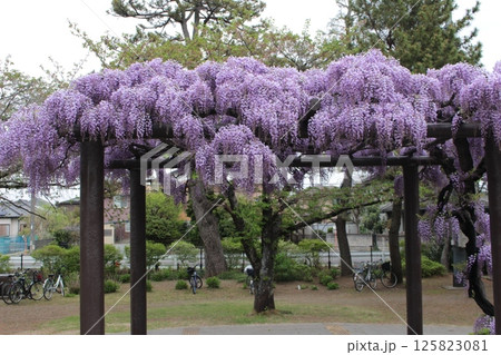 埼玉県羽生市　玉敷公園の瀬 125823081