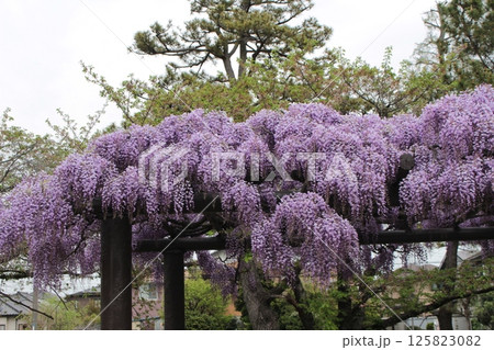 埼玉県加須市 玉敷公園の藤 埼玉県加須市 玉敷公園の藤 125823082