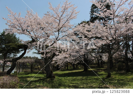 福島県岳温泉 春イメージ 鏡が池の桜 福島県岳温泉 春イメージ 鏡が池の桜 125823088