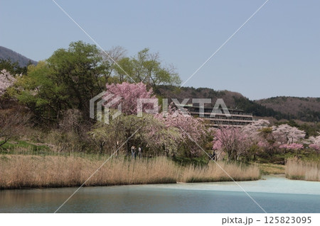 福島県岳温泉 ミルキーデイの鏡ヶ池公園と桜 福島県岳温泉 ミルキーデイの鏡ヶ池公園と桜 125823095