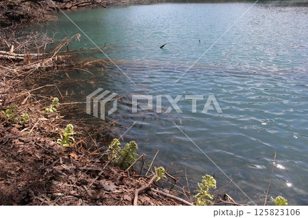 福島県裏磐梯五色沼湖沼群　青い毘沙門沼とフキノトウ 125823106