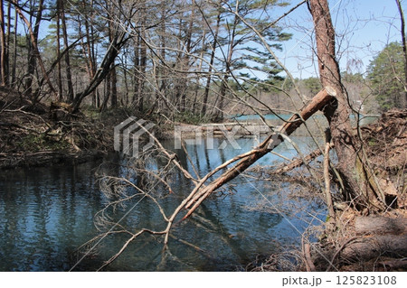 福島県裏磐梯五色沼湖沼群 青い毘沙門沼 福島県裏磐梯五色沼湖沼群 青い毘沙門沼 125823108