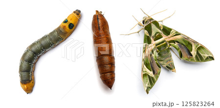 Butterfly, Caterpillar and pupa top view macro. Oleander Hawk-moth or Daphnis nerii, Chrysalis 125823264