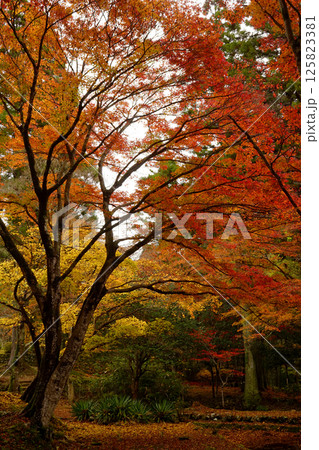 紅葉 紅葉 125823381