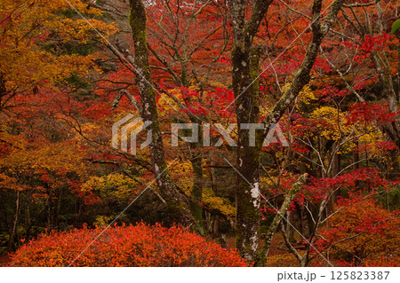 紅葉 125823387