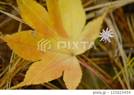 キッコウハグマ キッコウハグマ 125823434