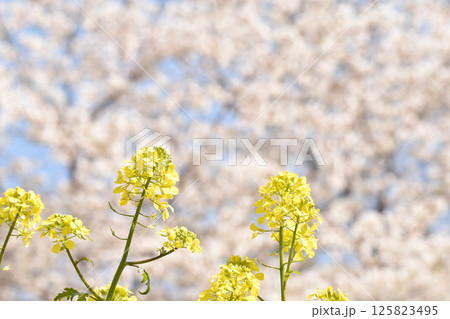 桜を背景に咲く菜の花 125823495