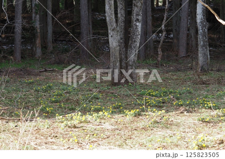 福寿草の群生 福寿草の群生 125823505