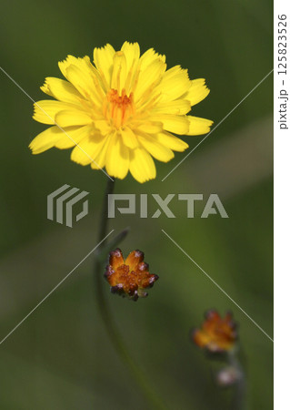 Wildflower, Sierra de Guadarrama National Park, Spain 125823526