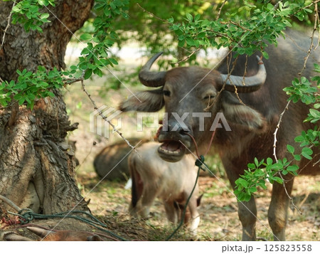 buffalo landscape.Thai buffalo herd standing in the meadow,Buffalo in the countryside thailand. A beautiful scenery  125823558