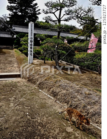 旧野崎家住宅の風景 旧野崎家住宅の風景 125823727