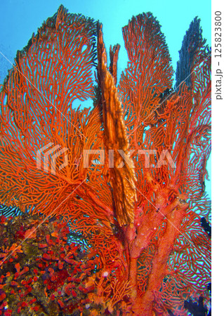 Gorgonian, Maldives 125823800