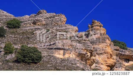 Eurasian Griffon Vulture, Spain Eurasian Griffon Vulture, Spain 125823887