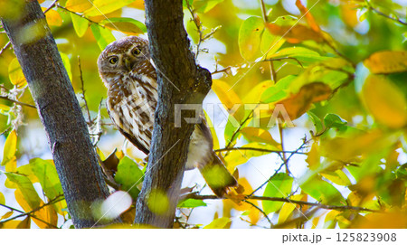 Pearl-Spotted Owlet, Okavango Delta, Botswana 125823908