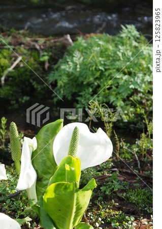 湿地に咲く水芭蕉の花 125823965
