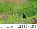 草むらのなかのキジ 125824158