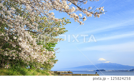内浦湾から見た富士山と桜 内浦湾から見た富士山と桜 125824258