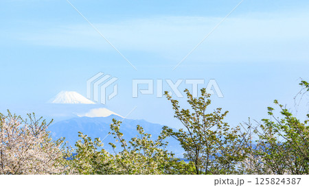 内浦湾から見た富士山と桜 内浦湾から見た富士山と桜 125824387
