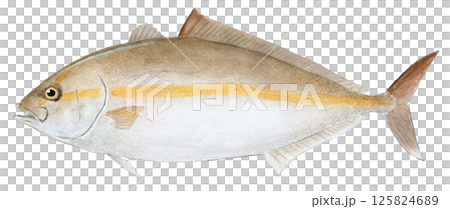 琥珀魚水彩畫 125824689